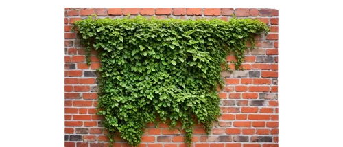 wall,clipped hedge,hedwall,hedge,decorative bush,brickwall,brick background,brick grass,ivy frame,topiary,brick wall background,shrubbery,buxus,background ivy,walling,espalier,kudzu,house wall,grassman,wallstroem,Art,Artistic Painting,Artistic Painting 31