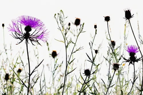 Write a poem about the beauty of knapweed blooming in the meadow.,thistles,knapweed,sow thistles,spear thistle,european marsh thistle,spotted knapweed,purple thistle,distaff thistles,southern grove th