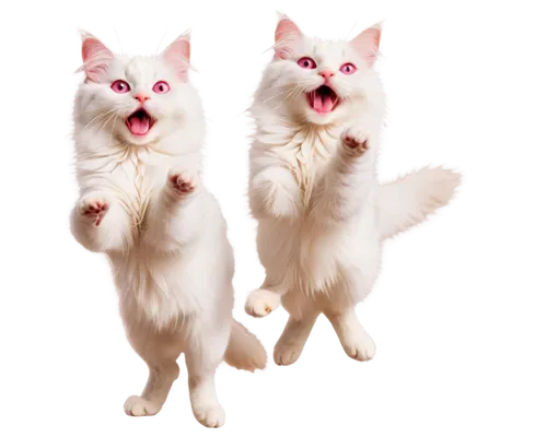 turkish van,pet vitamins & supplements,funny cat,cats angora,two cats,turkish angora,japanese bobtail,cats playing,cats,kittens,white cat,the cat and the,cat image,cat vector,birman,oriental shorthair,meowing,felines,cute cat,meows,Illustration,Realistic Fantasy,Realistic Fantasy 05