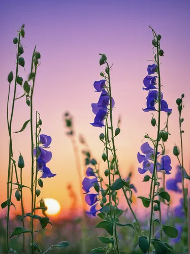 flower in sunset,lavender flowers,texas bluebonnet,lupines,the lavender flower,flower background,bluebonnet,field flowers,bellflowers,wildflowers,violet flowers,lavender flower,delphinium,flowers field,purple flowers,everlasting sweet pea,lupins,beardtongue,wild flowers,flowers of the field,Illustration,Japanese style,Japanese Style 21