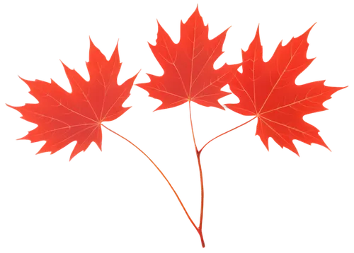 maple leaf red,red maple leaf,maple leaf,maple leaves,maple leave,maple foliage,leaf background,yellow maple leaf,canadian flag,red leaf,leaf maple,thunberg's fan maple,maple bush,leaf icons,autumn leaf paper,red leaves,red maple,fan leaf,fall leaf border,leaf border,Illustration,Japanese style,Japanese Style 03