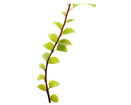 Twisted vine, green leaves, curly tendrils, thick brown stem, morning dew, soft natural light, 3/4 composition, shallow depth of field, warm color tone, cinematic lighting, detailed texture, intricate