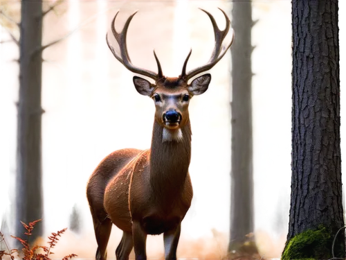 male deer,whitetail,european deer,red-necked buck,whitetail buck,red deer,pere davids male deer,fallow deer,white-tailed deer,antlered,deer,blacktail,roe deer,antler velvet,huemul,stag,deer illustration,deery,moschus,deers,Conceptual Art,Fantasy,Fantasy 09