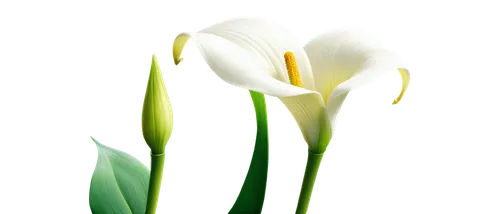 tulip background,flowers png,spring leaf background,easter lilies,flower background,flower wallpaper,white tulips,jonquils,tulip white,spring background,floral digital background,tulipa,tulip flowers,white floral background,galanthus,imbolc,easter background,white lily,lilies of the valley,calla lilies,Illustration,Japanese style,Japanese Style 03