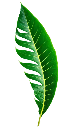 tropical leaf,coconut leaf,mape leaf,palm leaf,jungle leaf,banana leaf,tropical leaf pattern,magnolia leaf,tree leaf,leaf background,walnut leaf,fig leaf,custody leaf,fan leaf,fern leaf,mammoth leaf,monstera,leaf,spring leaf background,leaf structure,Illustration,Black and White,Black and White 19