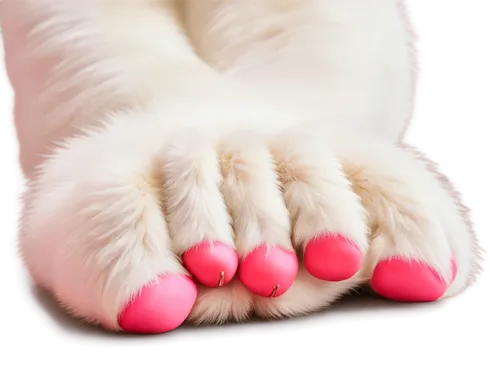 forepaws,pink cat,declawing,paw,cat paw mist,footpads,dog cat paw,cat's paw,paws,toes,declawed,peets,jellybeans,polydactyly,pawprint,jelly beans,foot model,cats angora,pawprints,toe,Photography,Documentary Photography,Documentary Photography 32