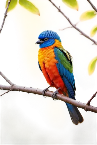 colorful birds,eurasian kingfisher,kingfishers,beautiful bird,alcedo,blue-capped motmot,broadbill,river kingfisher,tropical bird,pompadour cotinga,cotinga,stork billed kingfisher,kingfisher,rainbow lorikeet,asian bird,tanager,lilac-breasted roller,alcedo atthis,tanagers,red pompadour cotinga,Photography,Fashion Photography,Fashion Photography 26