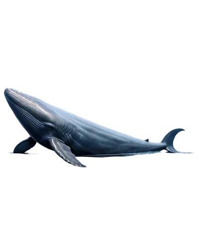 blue whale,cetacean,tursiops truncatus,whale,pilot whale,short-finned pilot whale,northern whale dolphin,whales,cetacea,dusky dolphin,marine reptile,white-beaked dolphin,humpback whale,giant dolphin,anodorhynchus,pot whale,dorsal fin,baby whale,porpoise,whale fluke,Illustration,Realistic Fantasy,Realistic Fantasy 04