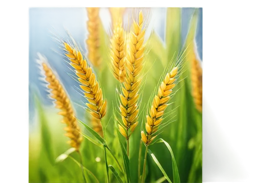 foxtail barley,wheat crops,wheat germ grass,einkorn wheat,durum wheat,triticale,wheat grasses,khorasan wheat,barley cultivation,spikelets,wheat ear,wheat grain,cereal grain,sweet grass plant,seed wheat,triticum durum,sprouted wheat,wheat ears,hordeum,strand of wheat,Art,Classical Oil Painting,Classical Oil Painting 30