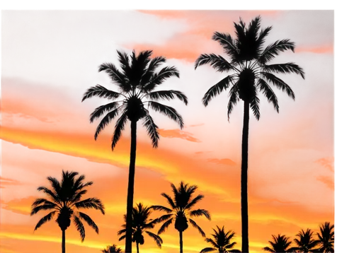 palmtrees,palms,palm forest,palm trees,palm tree,palmtree,coconut trees,palm tree silhouette,coconut palms,two palms,palm tree vector,palm,derivable,palm branches,royal palms,dusk background,palm silhouettes,palm fronds,coconut palm tree,palm leaves,Illustration,American Style,American Style 09