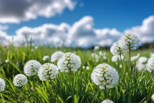 bluish white clover,white grape hyacinths,white clover,chives field,cotton grass,grass blossom,blooming grass,chive flower,chives,garlic chives,lily of the field,ribwort,field flowers,bellis perennis,chive flowers,dandelions,meadow plant,flying dandelions,dandelion background,water dropwort,Photography,Documentary Photography,Documentary Photography 18