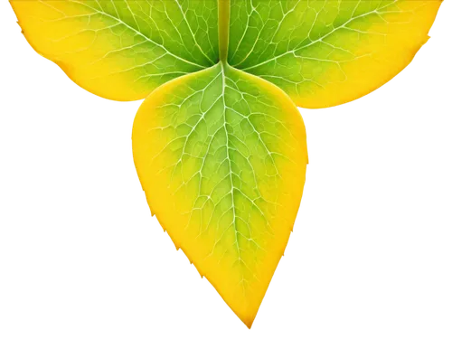 spring leaf background,leaf background,tropical leaf,lemon background,lotus leaf,ginkgo leaf,lemon wallpaper,tree leaf,trumpet leaf,yellow leaf,tropical leaf pattern,mape leaf,mammoth leaf,green leaf,magnolia leaf,coconut leaf,grape leaf,fan leaf,jungle leaf,leaf,Art,Classical Oil Painting,Classical Oil Painting 08