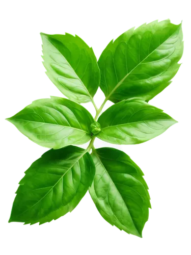 spring leaf background,patrol,mint leaf,stevia,green wallpaper,leaf background,green leaf,aaaa,aromatic plant,green leaves,psychotria,green background,defend,aaa,mentha,walnut leaf,leaf green,greenleft,green plant,green,Illustration,Japanese style,Japanese Style 06