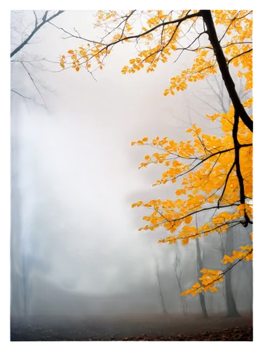 autumn fog,autumn frame,autumn background,round autumn frame,foggy landscape,mists,autumn songs,autumn icon,autumn scenery,autumn landscape,dense fog,foggy forest,autumn forest,nebel,veil fog,late autumn,light of autumn,autumn morning,herbst,yellow leaf,Conceptual Art,Sci-Fi,Sci-Fi 25