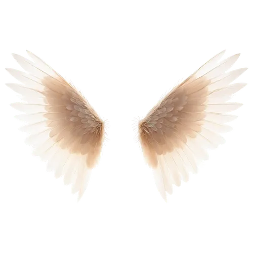 angel wings,angel wing,winged heart,winged,wings,bird wings,bird wing,wing,wingtip,delta wings,png transparent,angelology,feather,white feather,angel’s tear,twitter logo,dove of peace,crying angel,bird png,angels,Photography,Fashion Photography,Fashion Photography 05