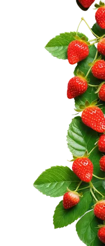 strawberry tree,west indian raspberry ,west indian raspberry,strawberry plant,raspberry leaf,alpine strawberry,native raspberry,strawberries,berries,lingonberry,strawberry ripe,berry fruit,strawberry flower,many berries,salad of strawberries,red strawberry,quark raspberries,rosehip berries,strawberry,johannsi berries,Conceptual Art,Sci-Fi,Sci-Fi 11