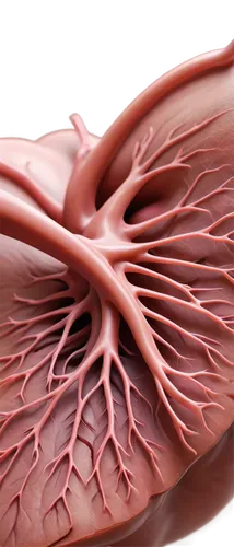 human cardiovascular system,bronchial,coronary vascular,microcirculation,velopharyngeal,tavr,myocardium,ventricle,arteriovenous,coronary artery,aorta,cardiomyopathy,cardiovascular,atrioventricular,pleurisy,hypercholesterolemia,pericardial,pericardium,nasopharyngeal,oropharyngeal,Illustration,Realistic Fantasy,Realistic Fantasy 02