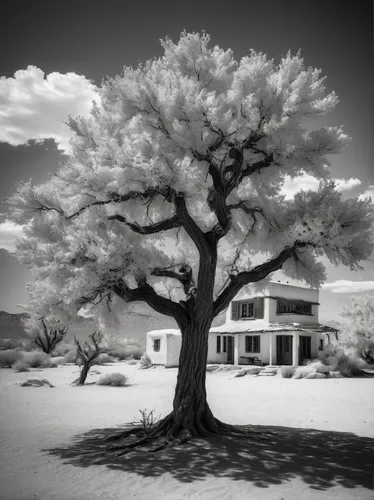 bannack,snow tree,silver oak,vinegar tree,isolated tree,winter tree,assay office in bannack,monochrome photography,lone tree,bannack assay office,bodhi tree,appomattox court house,rosewood tree,elm tree,argan tree,olive tree,almond tree,ornamental tree,oak tree,joshua trees,Illustration,Retro,Retro 10