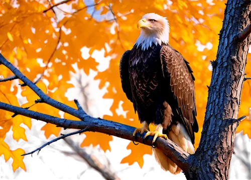 Bald eagle, perched, wings spread, sharp talons, strong branch, autumn leaves, rugged bark, majestic posture, regal gaze, morning sunlight, soft shadow, 3/4 composition, shallow depth of field, warm c