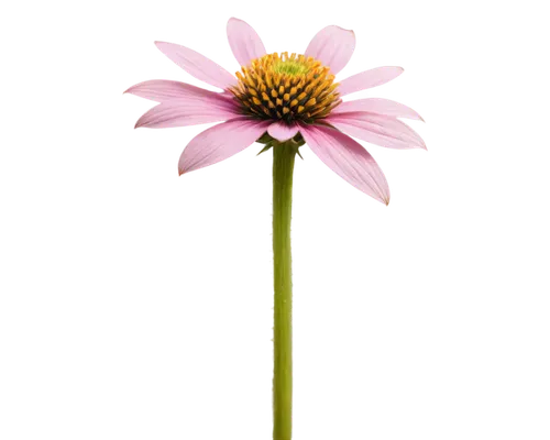 Purple coneflower, wildflowers, solo, tall stem, delicate petals, yellow center, green leaves, morning dew, soft sunlight filtering through petals, close-up, macro photography, shallow depth of field,