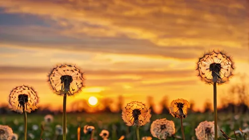 dandelion background,dandelion field,dandelions,dandelion meadow,flower in sunset,dandelion flying,taraxacum,dandelion,dandelion flower,common dandelion,sun daisies,dandelion seeds,flying dandelions,meadow flowers,coneflowers,taraxacum officinale,sun flowers,field of flowers,flower background,sunflower field,Photography,General,Commercial