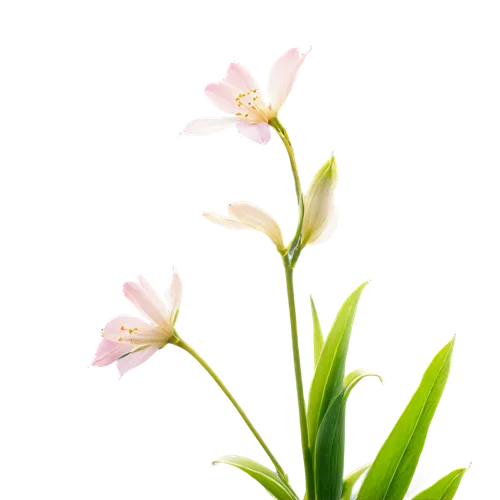 flowers png,tuberose,centaurium,lily water,sego lily,lily flower,guernsey lily,grass lily,crinum,pontederia,grape-grass lily,gaura,lillies,lilium candidum,minimalist flowers,stargazer lily,triplet lily,flower background,lilies of the valley,epidendrum,Illustration,Paper based,Paper Based 09