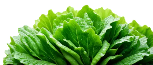 Fresh green lettuce, leafy greens, rounded shape, crunchy texture, water droplets on leaves, morning dew, soft natural light, close-up shot, shallow depth of field, 1/2 composition, vivid color tone, 