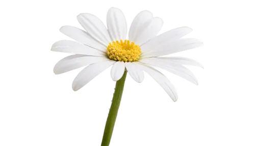 leucanthemum,marguerite daisy,common daisy,oxeye daisy,wood daisy background,leucanthemum maximum,shasta daisy,ox-eye daisy,flowers png,the white chrysanthemum,white chrysanthemum,daisy flower,mayweed,perennial daisy,marguerite,barberton daisy,argyranthemum frutescens,south african daisy,small white aster,spanish daisy,Illustration,Paper based,Paper Based 26