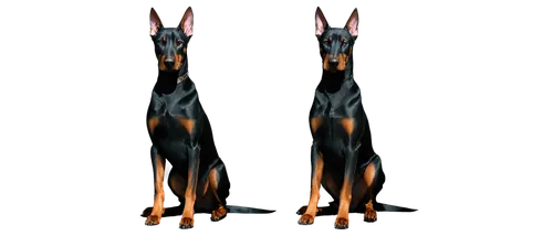 doberman,pinscher,dobermans,doberan,kelpie,saluki,dobie,fire horse,australian kelpie,derivable,dobermannt,anubis,firedancer,sighthound,basenji,sighthounds,oberweiler,quadrupeds,glowing antlers,firestar,Conceptual Art,Fantasy,Fantasy 18