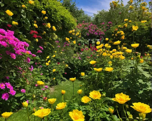 flower borders,giverny,summer border,the garden marigold,cottage garden,autumn borders,flower border,garden cosmos,flowering shrubs,flower garden,flower meadow,blanket of flowers,yellow garden,tagetes,perennial plants,garden marigold,dalkeith variety,loosestrife and pomegranate family,spring bloomers,garden loosestrife,Conceptual Art,Oil color,Oil Color 17