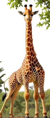 giraffidae,giraffe,giraffes,giraffe plush toy,two giraffes,long neck,madagascar,longneck,neck,serengeti,animal mammal,cgi,giraffe head,landmannahellir,aucasaurus,uganda,schleich,oxpecker,safari,mammals,Art,Artistic Painting,Artistic Painting 30