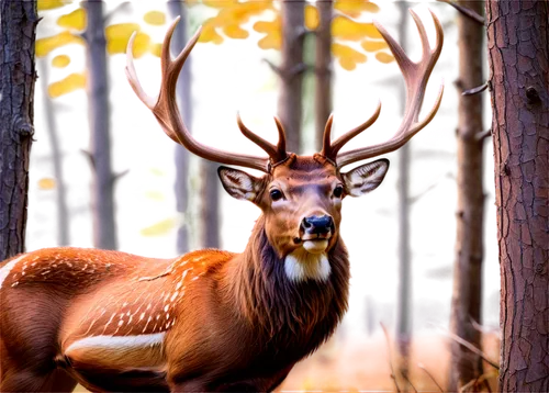 male deer,whitetail buck,whitetail,pere davids male deer,european deer,red deer,deer illustration,fallow deer,antler velvet,white-tailed deer,elk,buffalo plaid antlers,spotted deer,manchurian stag,cervus elaphus,buck antlers,buffalo plaid deer,deer,pere davids deer,deer bull,Conceptual Art,Oil color,Oil Color 25