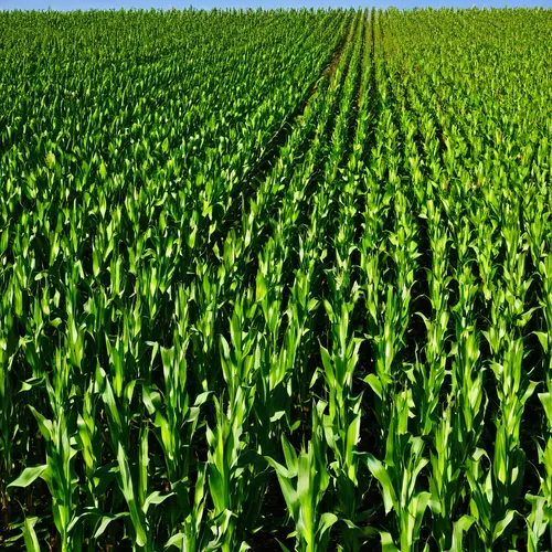 Corn. ARC-CO Revenue Guarantees. Ag Trends. Agricultural Economic Insights,corn field,cornfield,wheat crops,field of cereals,forage corn,triticale,crops,cultivated field,cropland,bed in the cornfield,