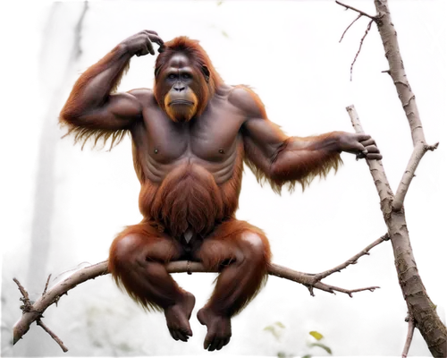 orang utan,orangutan,macaco,afarensis,uakari,palaeopropithecus,prosimian,primate,gimlin,utan,orangutans,alouatta,lutung,shabani,apeman,tarzan,bornean,orang,ape,primatology,Conceptual Art,Daily,Daily 30