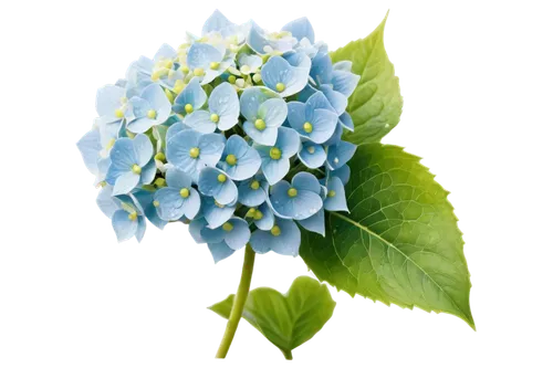 hydrangeaceae,hydrangea flower,hydrangea,hydrangea flowers,blue hydrangea,hydrangea background,hydrangea serrata,hydrangeas,flowers png,oakleaf hydrangea,mertensia,blue flower,viburnum,blue flowers,jasmine blue,greek valerian,cleanup,myosotis,blue petals,dried hydrangeas,Illustration,Black and White,Black and White 13