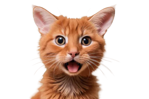 orange tabby cat,red tabby,orange tabby,ginger cat,ginger kitten,cat vector,cartoon cat,felo,funny cat,cat cartoon,cat portrait,abyssinian cat,firestar,cute cat,whiskas,drawing cat,tabby cat,cat image,red cat,red whiskered bulbull,Conceptual Art,Daily,Daily 30