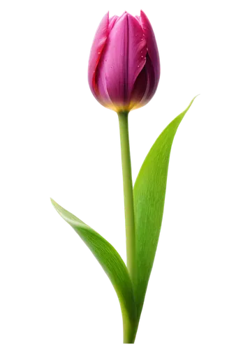 tulip background,pink tulip,tulip,pink tulips,flower bud,flower wallpaper,tulip blossom,flowers png,two tulips,flower background,tulip flowers,purple tulip,parrot tulip,tulp,violet tulip,tulipa,water lily bud,pink flower,red clover flower,tulips,Photography,Artistic Photography,Artistic Photography 10