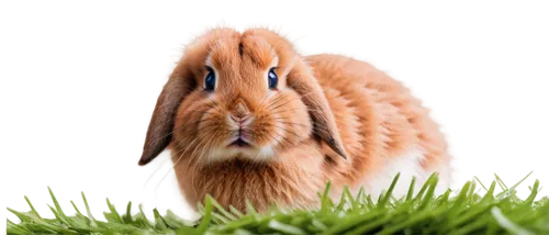 Small rabbit, cute expression, round eyes, pink nose, fluffy fur, white belly, brown feces, scattered around, green grass, morning dew, natural light, macro photography, shallow depth of field, warm c