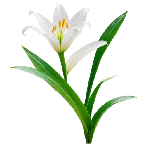 flowers png,flower wallpaper,flower background,white lily,lilies of the valley,madonna lily,lily flower,grass lily,easter lilies,tulip background,palm lily,lily of the valley,zephyranthes,alpinia,spring leaf background,grape-grass lily,lily of the field,white flower,day lily,lilly of the valley,Illustration,Black and White,Black and White 27