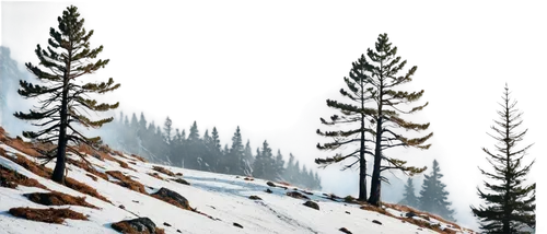 coniferous forest,winter background,snow landscape,winter forest,snow in pine trees,winter landscape,snow trees,snowline,snowfields,snowy landscape,larches,fir forest,spruce trees,alpine meadows,landscape background,snow scene,snowfield,christmas snowy background,mountain scene,larch forests,Art,Artistic Painting,Artistic Painting 51