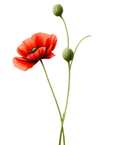 Poppy flower, bright red petals, delicate stem, green leaves, solo, close-up, soft focus, natural light, 3/4 composition, warm color tone, shallow depth of field, realistic texture, intricate details,