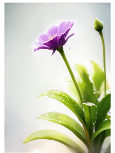 Purple flowers, solo, macro shot, highly detailed petals, soft focus background, delicate stem, green leaves, water droplets, natural light, warm color tone, 1/2 composition, shallow depth of field, b