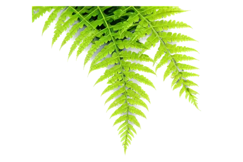 Delicate ferns, vibrant green leaves, curly branches, intricate textures, soft focus, morning dew, warm sunlight filtering through, 3/4 composition, shallow depth of field, cinematic lighting, detaile