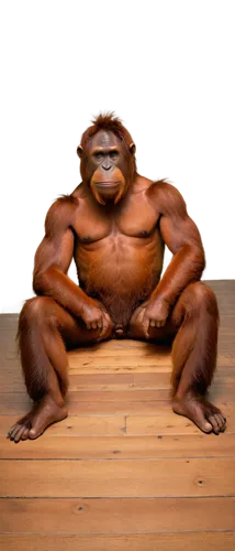 Orangutan, sitting down, adult male, muscular build, shaggy orange fur, expressive eyes, relaxed facial expression, strong arms resting on knees, thick fingers, worn wooden floor, warm lighting, 3/4 c