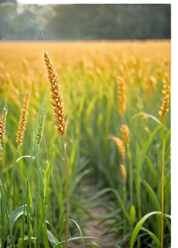 field of cereals,wheat crops,wheat ears,foxtail barley,sorghum,wheat field,barley cultivation,corn field,wheat fields,cornfield,strand of wheat,wheat grasses,wheat ear,triticale,wheat germ grass,barley field,seed wheat,cultivated field,strands of wheat,arable widow flowers,Art,Classical Oil Painting,Classical Oil Painting 15