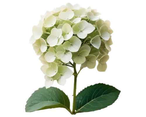 Delicate hydrangea flowers, white petals, soft gentle shape, intricate flower center, green leaves, stems with subtle texture, morning dew, soft natural light, 3/4 composition, shallow depth of field,