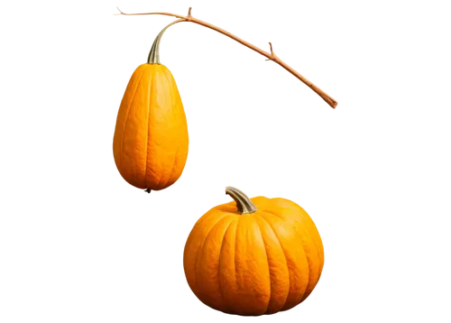 calabaza,ornamental gourds,gourds,figleaf gourd,decorative pumpkins,cucurbita,gem squash,bitter gourd,gourd,cucuzza squash,decorative squashes,scarlet gourd,autumn pumpkins,pumkins,winter squash,halloween pumpkin gifts,mini pumpkins,pumpkins,funny pumpkins,hokkaido pumpkin,Illustration,American Style,American Style 11