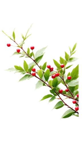 Hawthorn, close-up, detailed branches, thorny stems, vibrant green leaves, small white flowers, red berries, morning dew, soft natural light, shallow depth of field, warm color tone, 3/4 composition.,