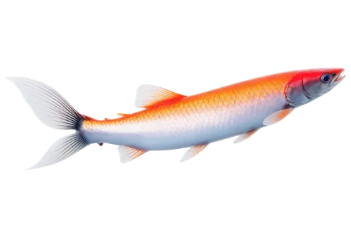 koi,arowana,red fish,fish,koi fish,kokanee,waifish,guardfish,fishbase,fish in water,razorfish,gourami,finfish,cavefish,goatfish,small fish,poisson,snapfish,forest fish,goldfish,Conceptual Art,Graffiti Art,Graffiti Art 12