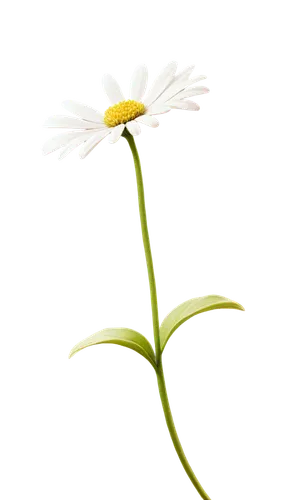 flowers png,wood daisy background,minimalist flowers,ox-eye daisy,mayweed,leucanthemum,marguerite daisy,oxeye daisy,common daisy,camomile flower,crepis paludosa,perennial daisy,shasta daisy,daisy flower,leucanthemum maximum,marguerite,flower illustration,ikebana,flower illustrative,flannel flower,Illustration,Vector,Vector 03